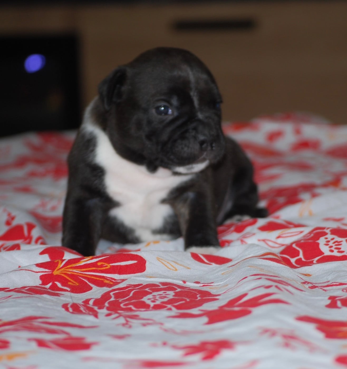 Staffordshire Bull Terrier - Zadatis