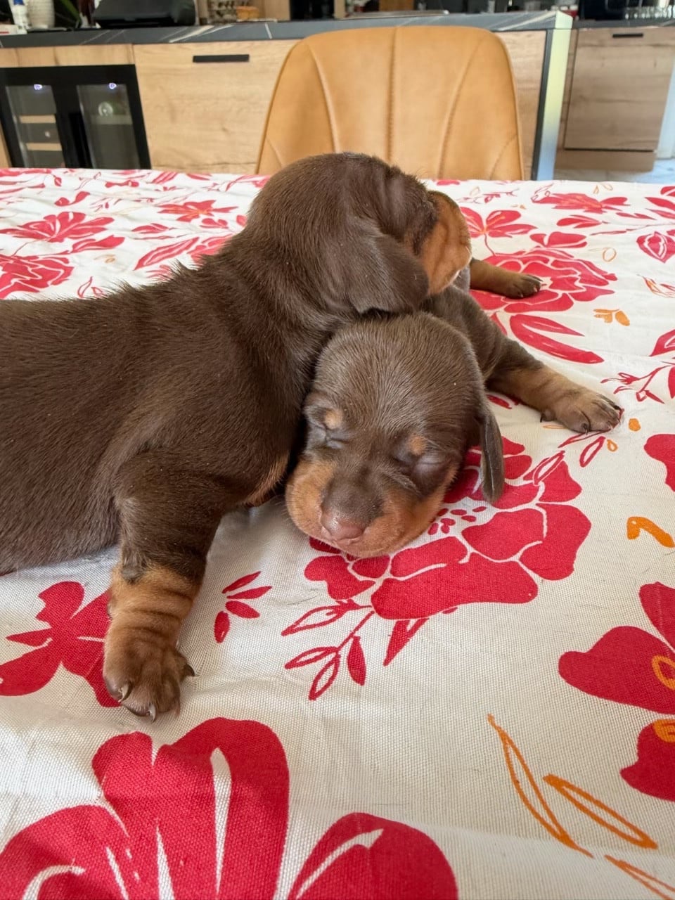 Teckel poil ras - Zadatis