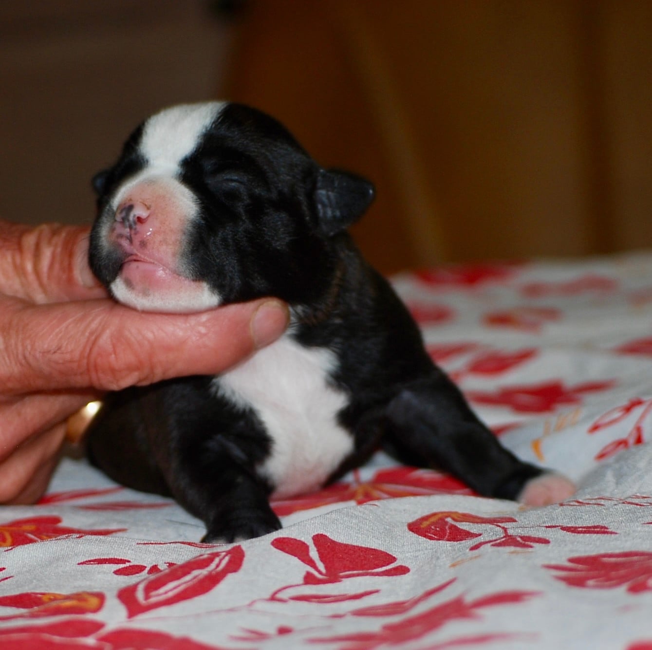 CHIOT 1