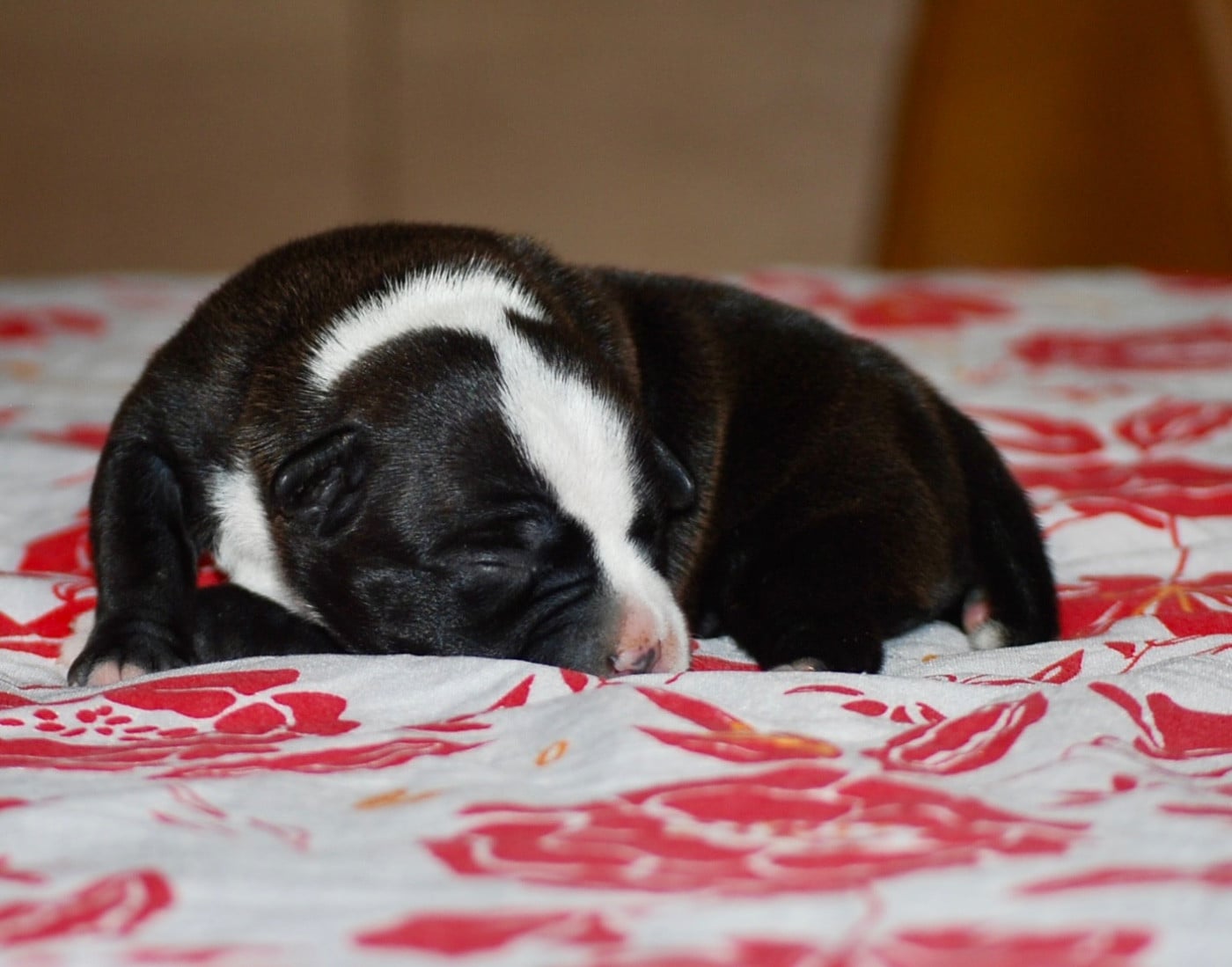 CHIOT 1