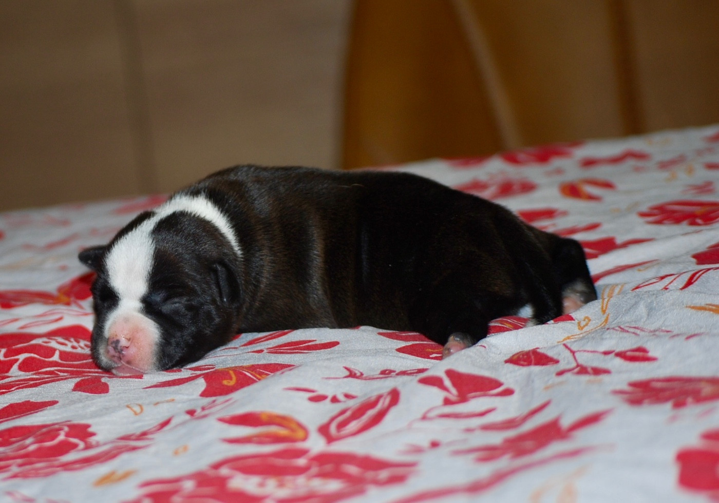 CHIOT 1