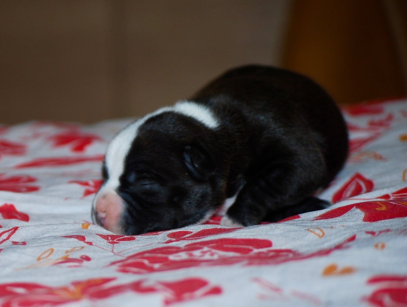 CHIOT 1