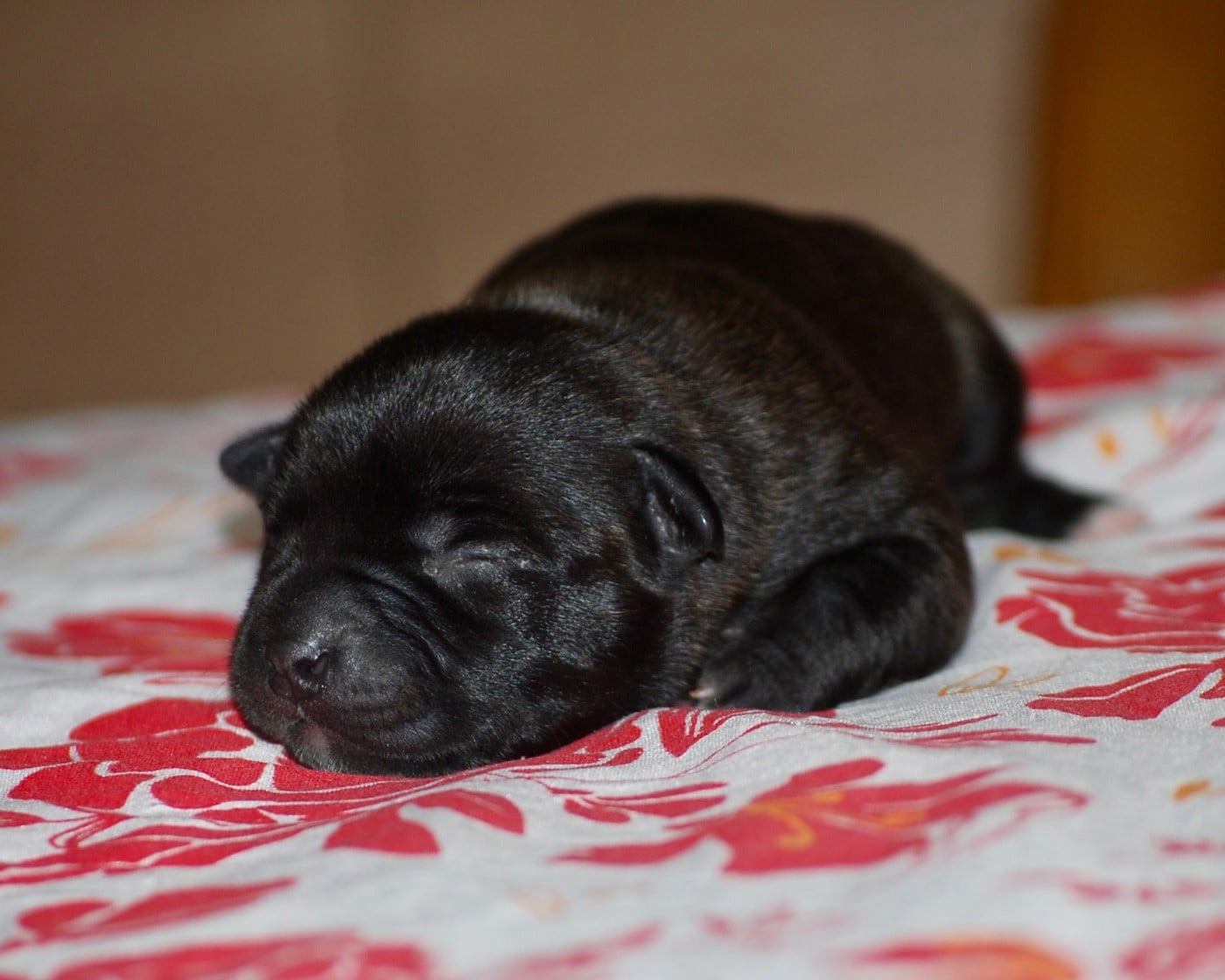 CHIOT 3