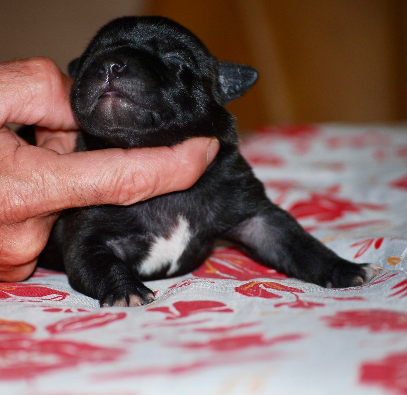 CHIOT 3