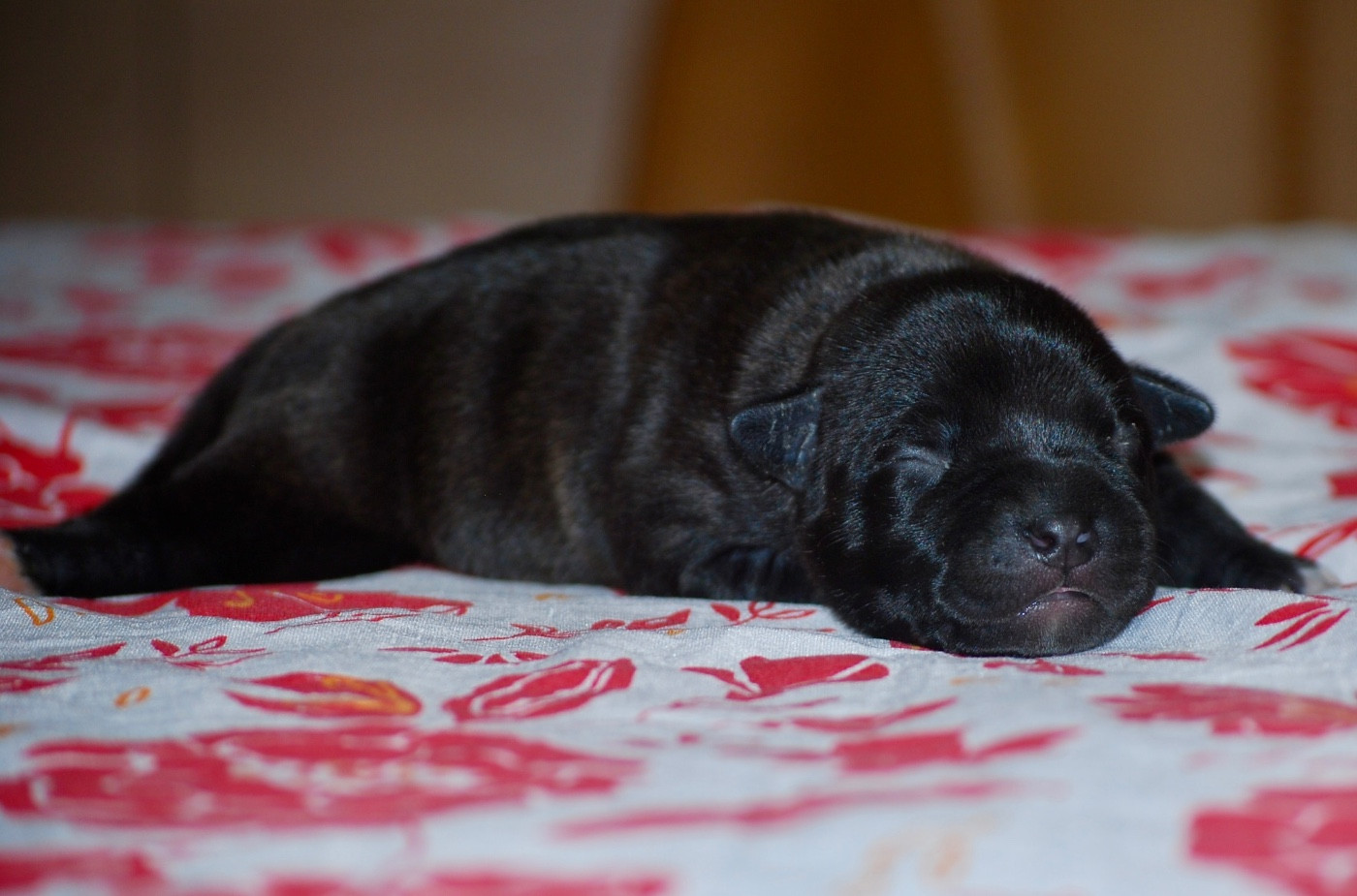 CHIOT 3