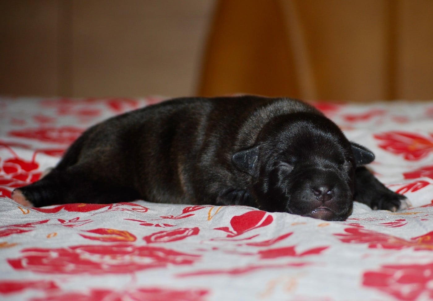 CHIOT 3