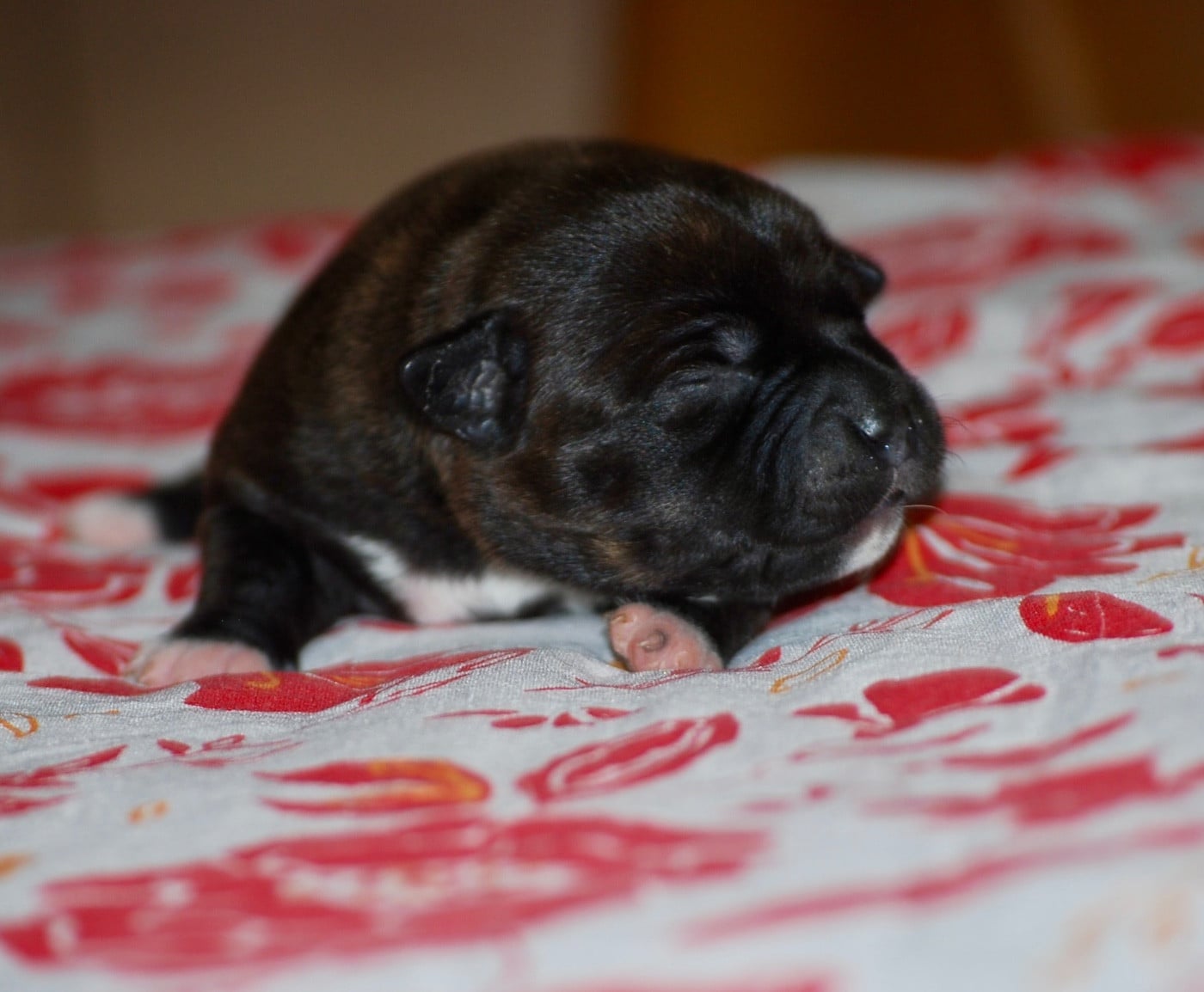 CHIOT 2