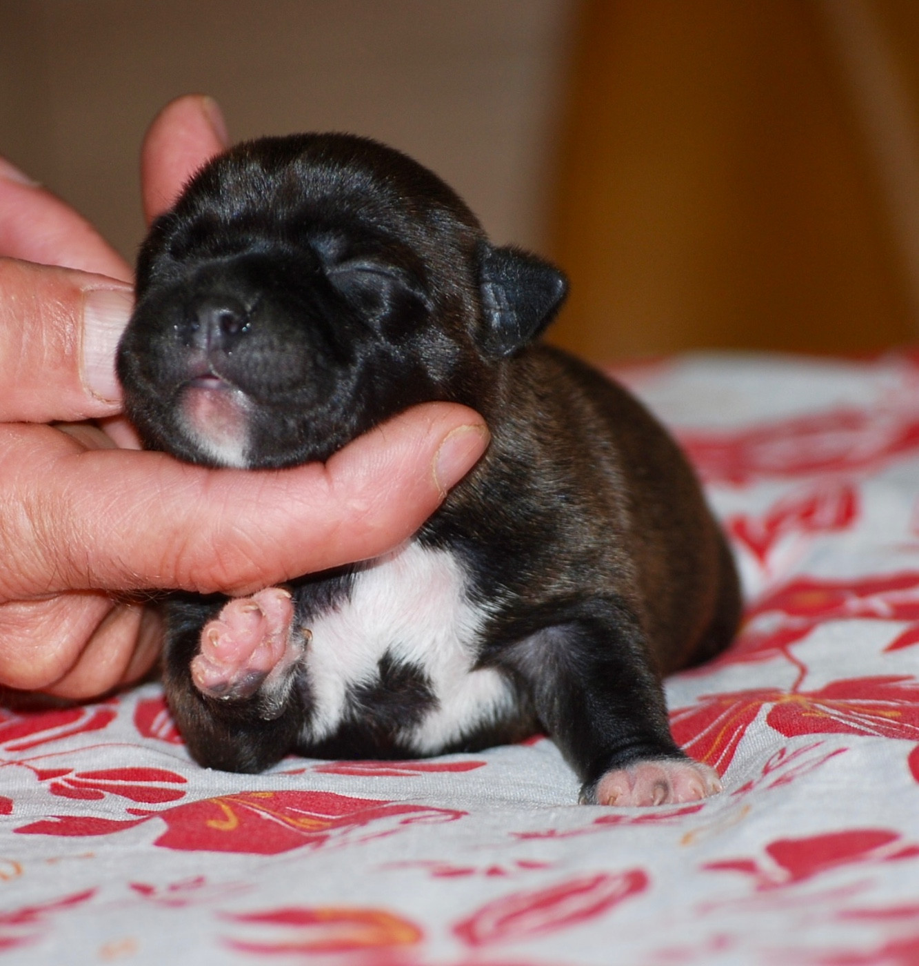 CHIOT 2