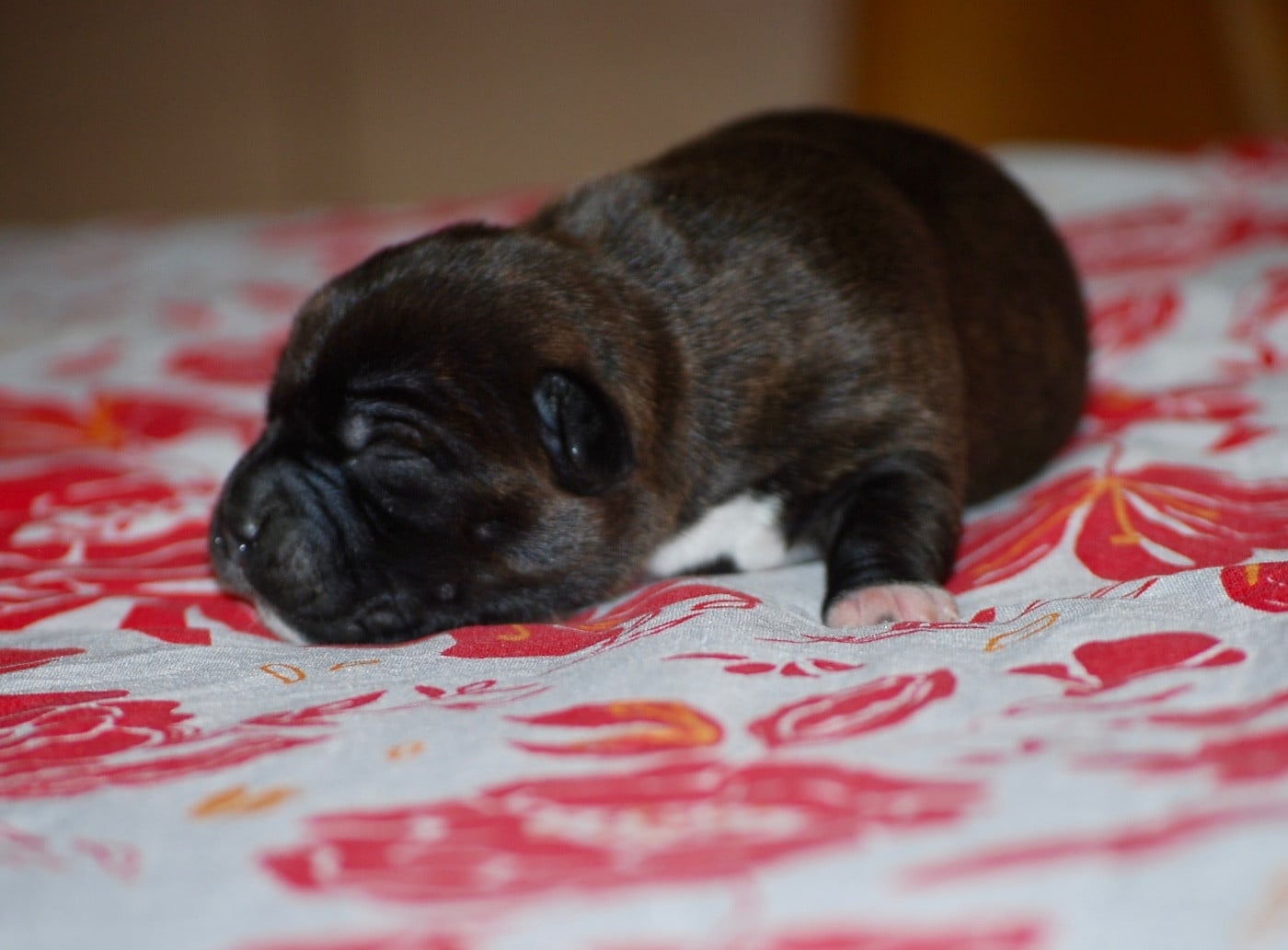 CHIOT 2