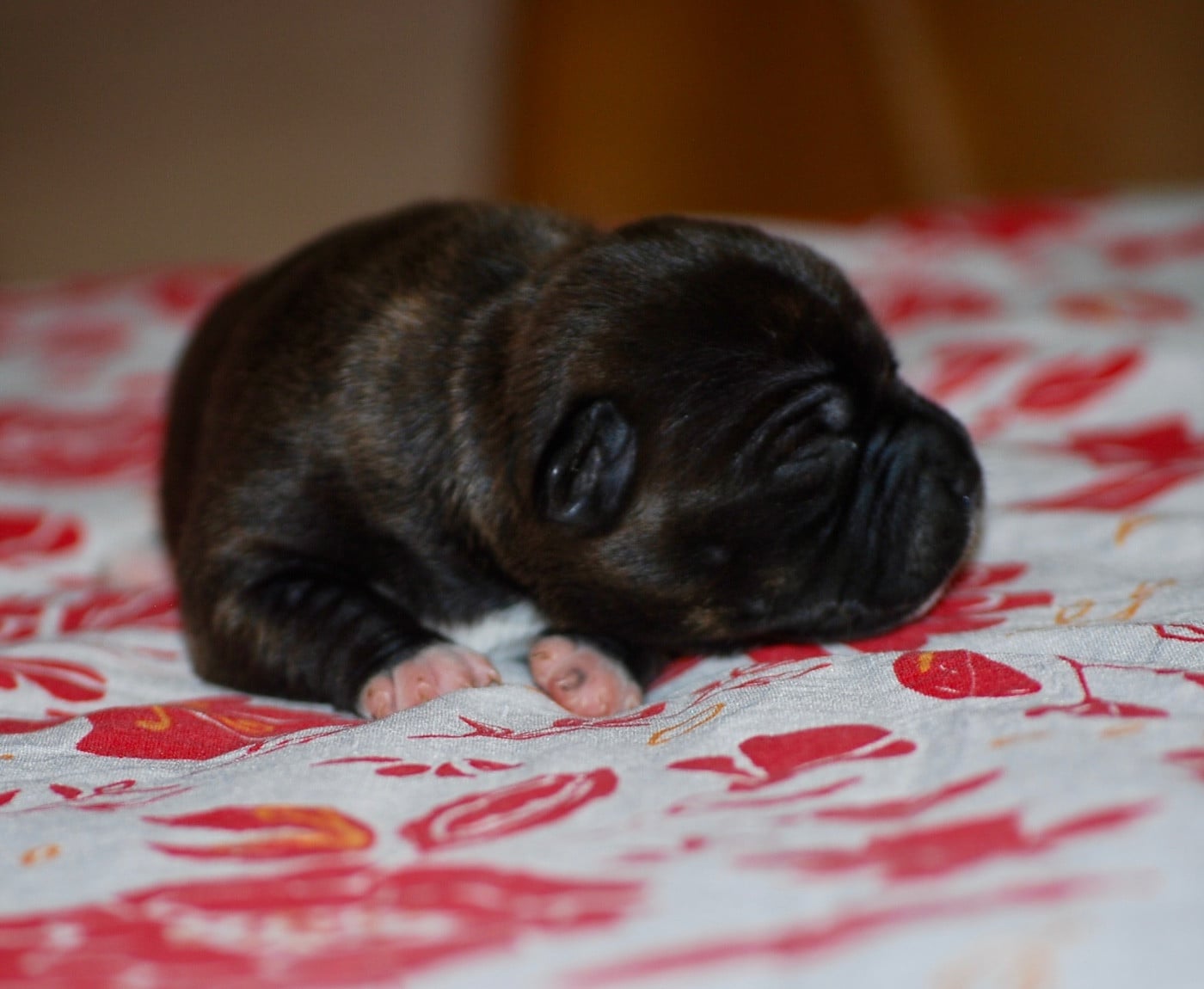CHIOT 2
