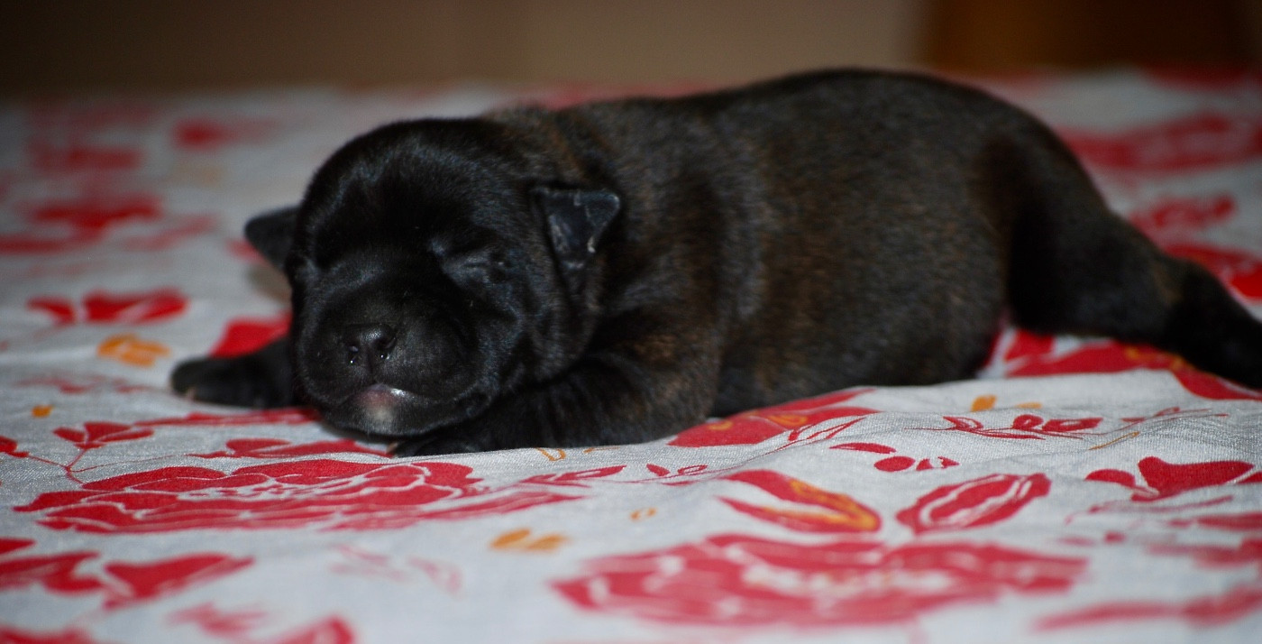 CHIOT 4