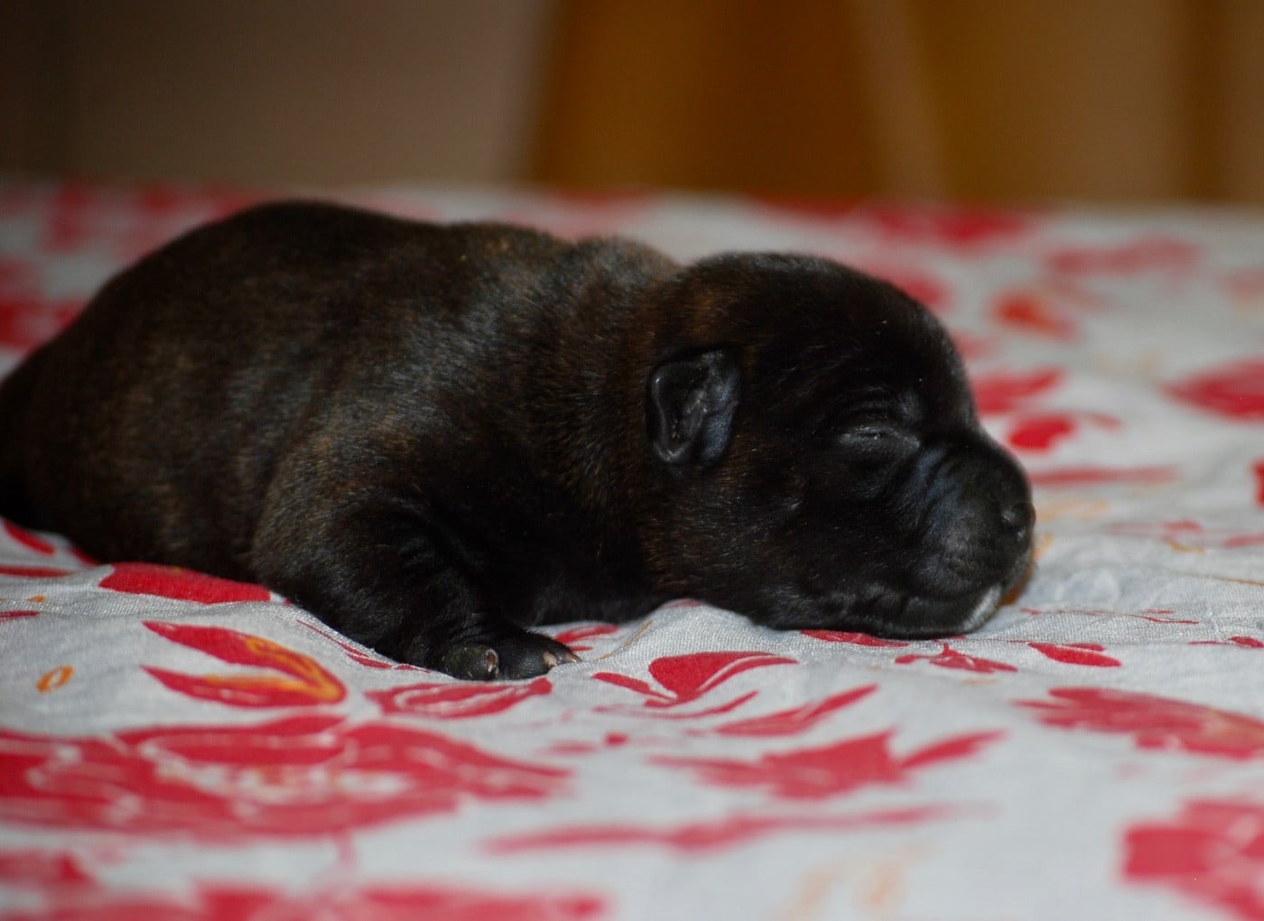 CHIOT 4