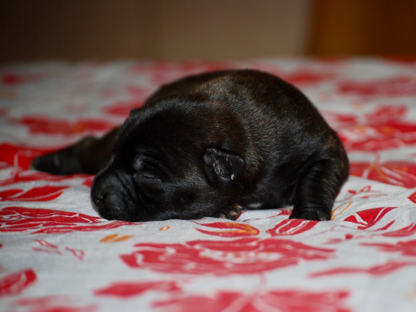 CHIOT 4