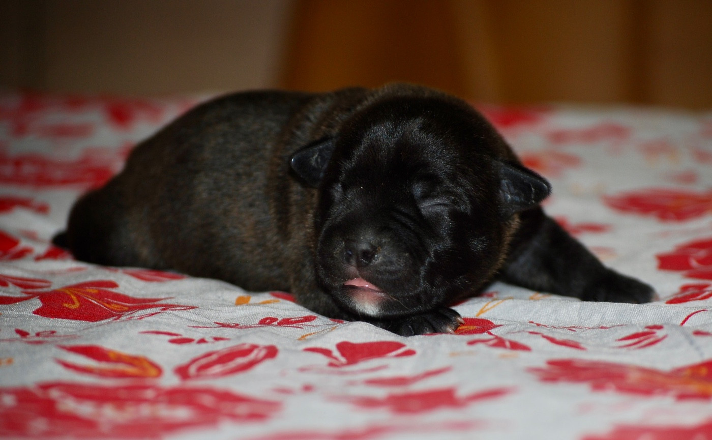 CHIOT 5
