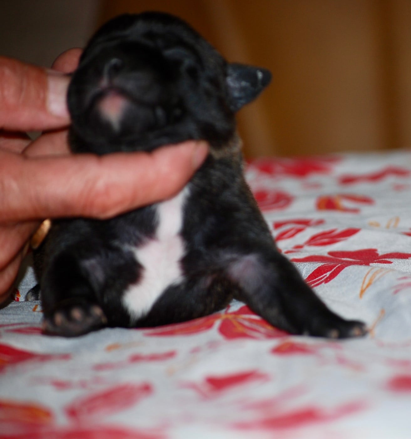 CHIOT 5