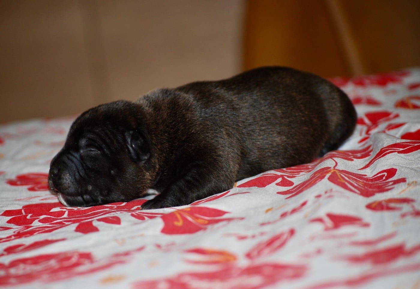 CHIOT 5