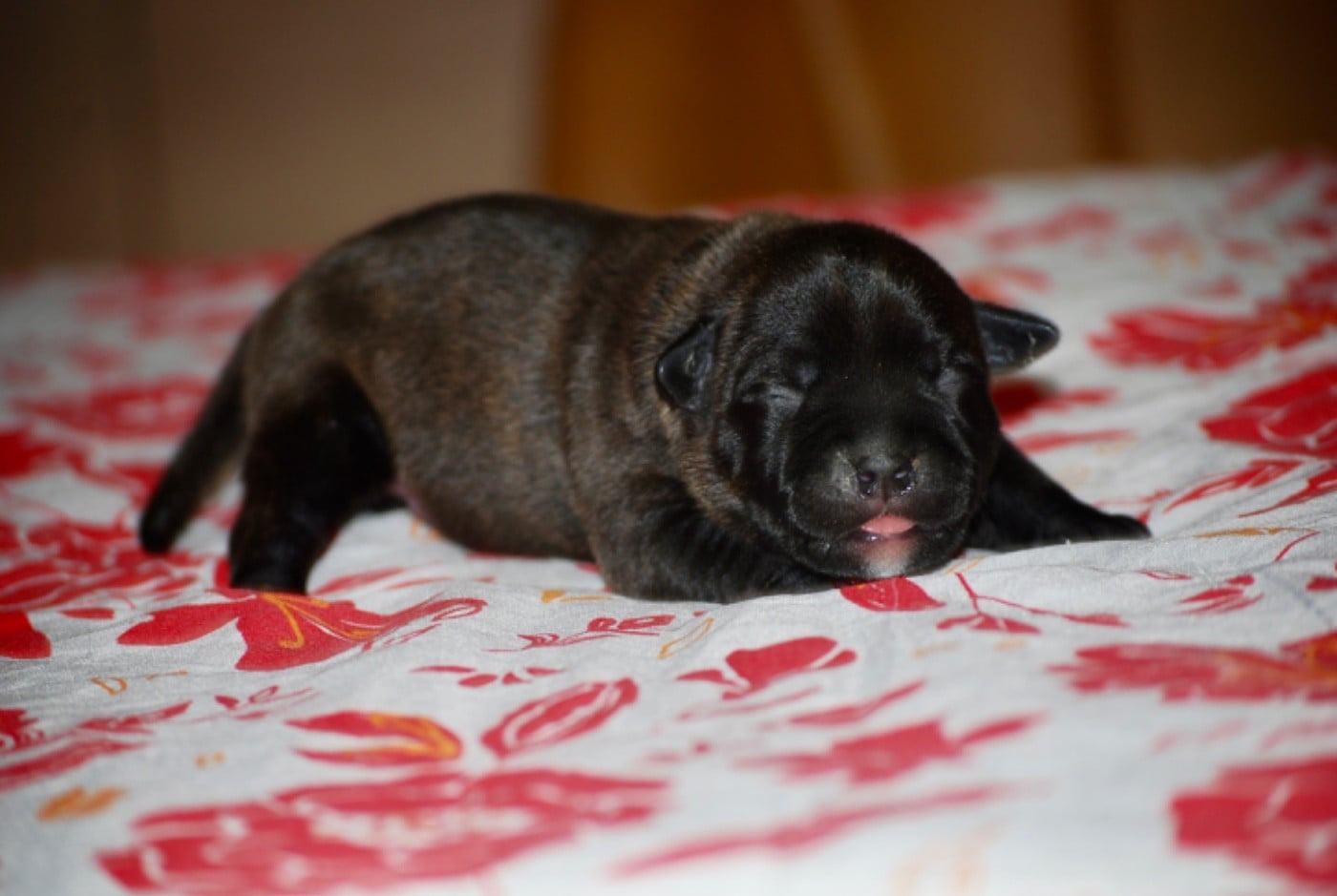 CHIOT 5