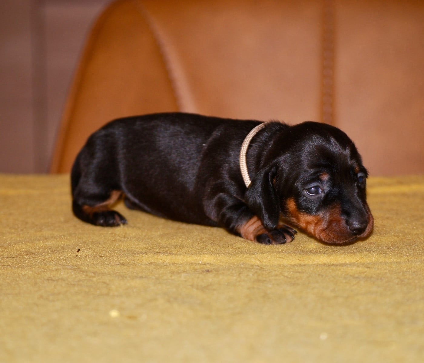 Chiot N°3