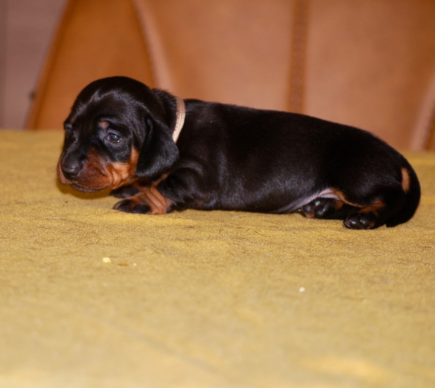 Chiot N°3