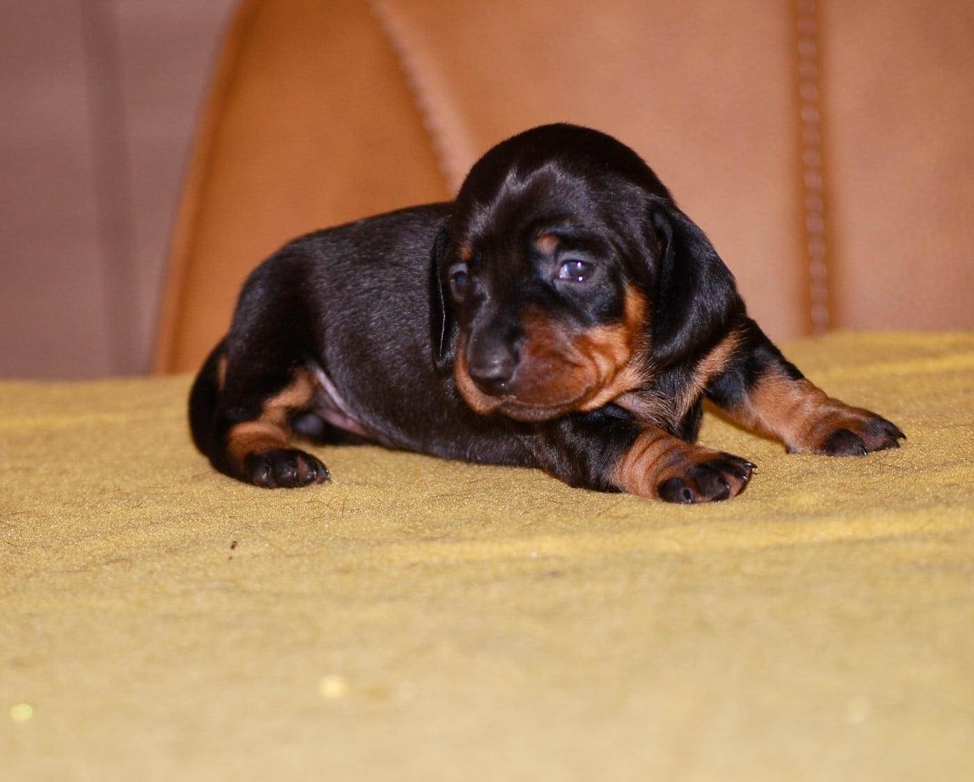 Chiot N°3