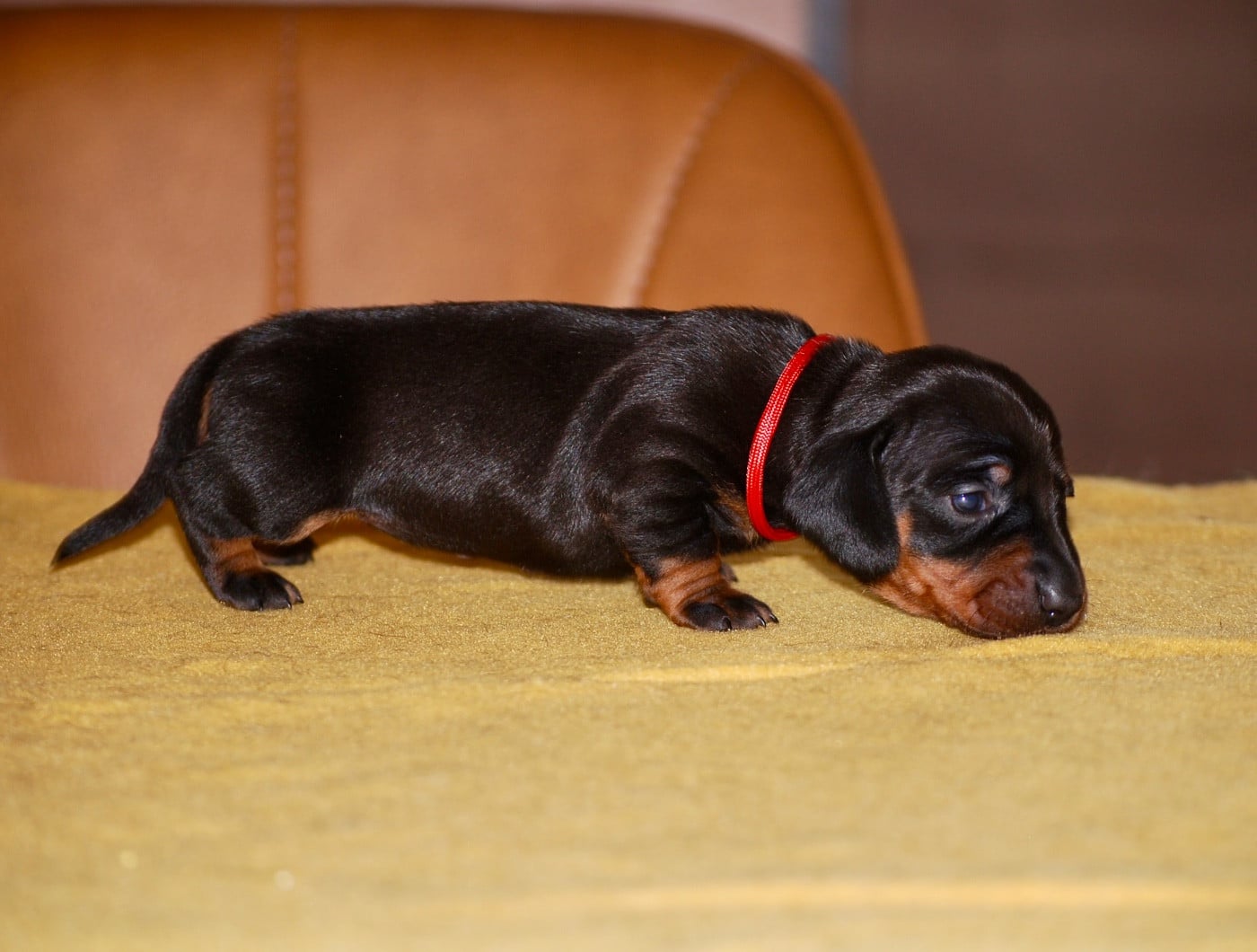 Chiot N°4