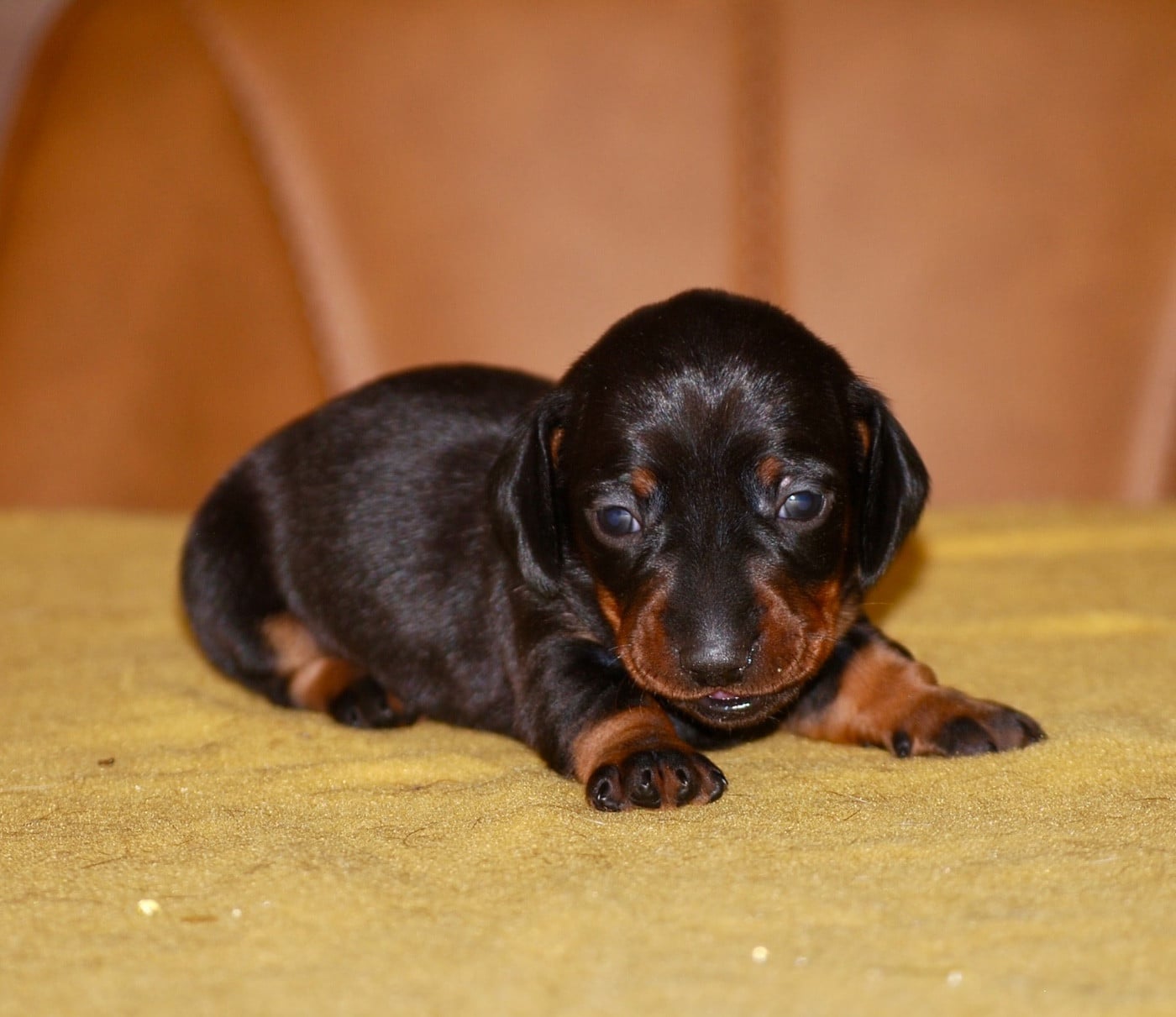 Chiot N°4