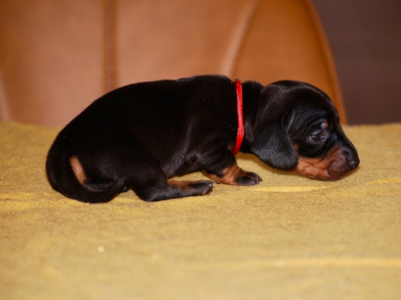 Chiot N°4