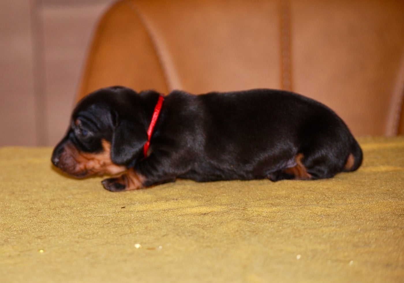 Chiot N°4