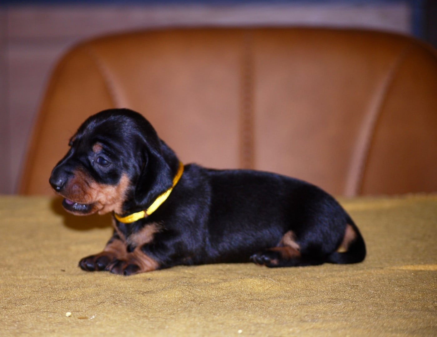 Chiot N°5