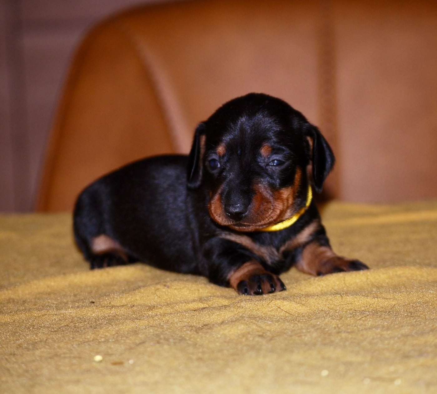 Chiot N°5