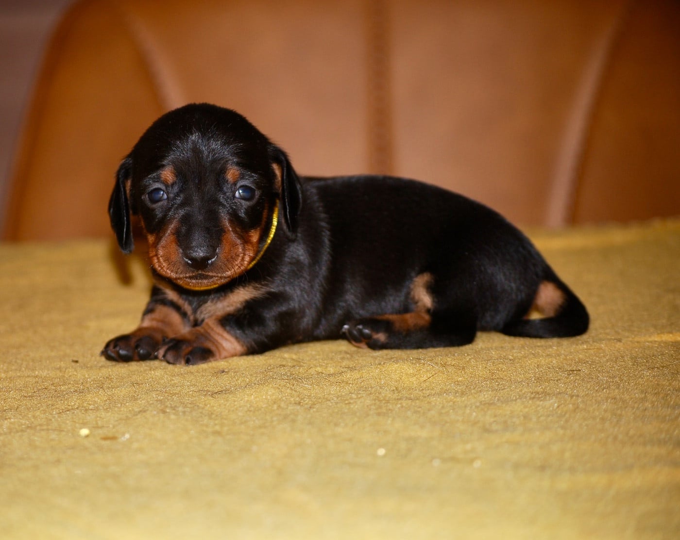 Chiot N°5