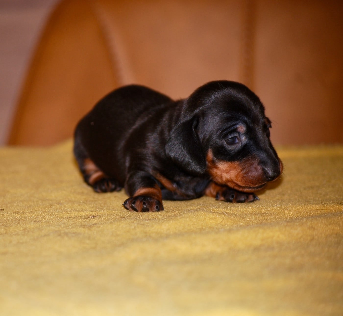Chiot N°1