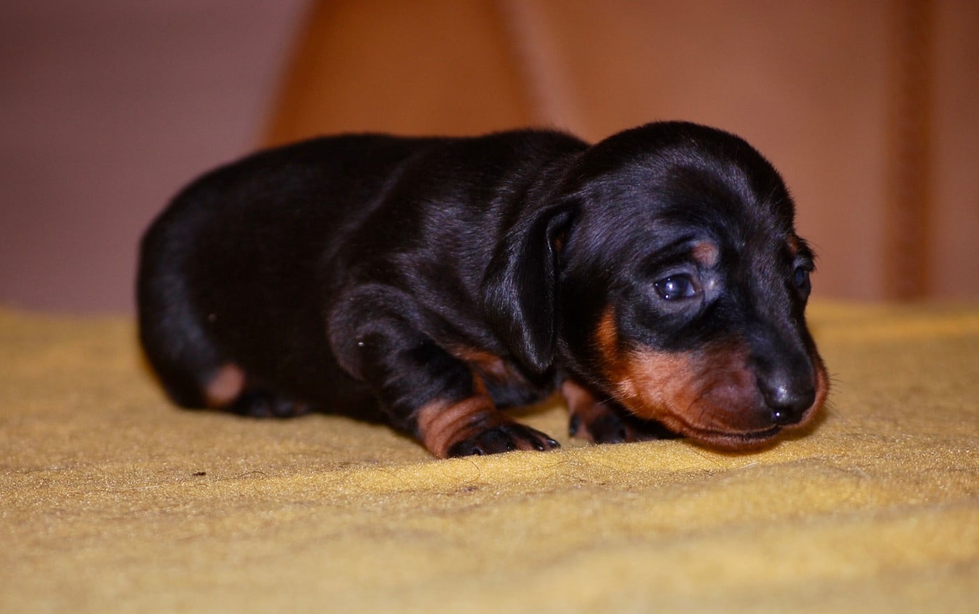 Chiot N°1
