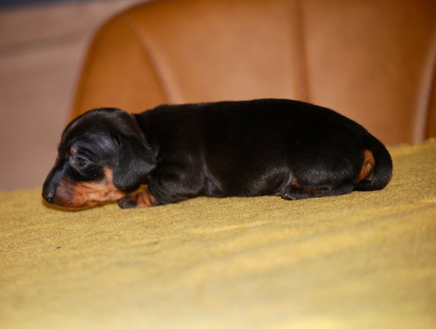 Chiot N°1