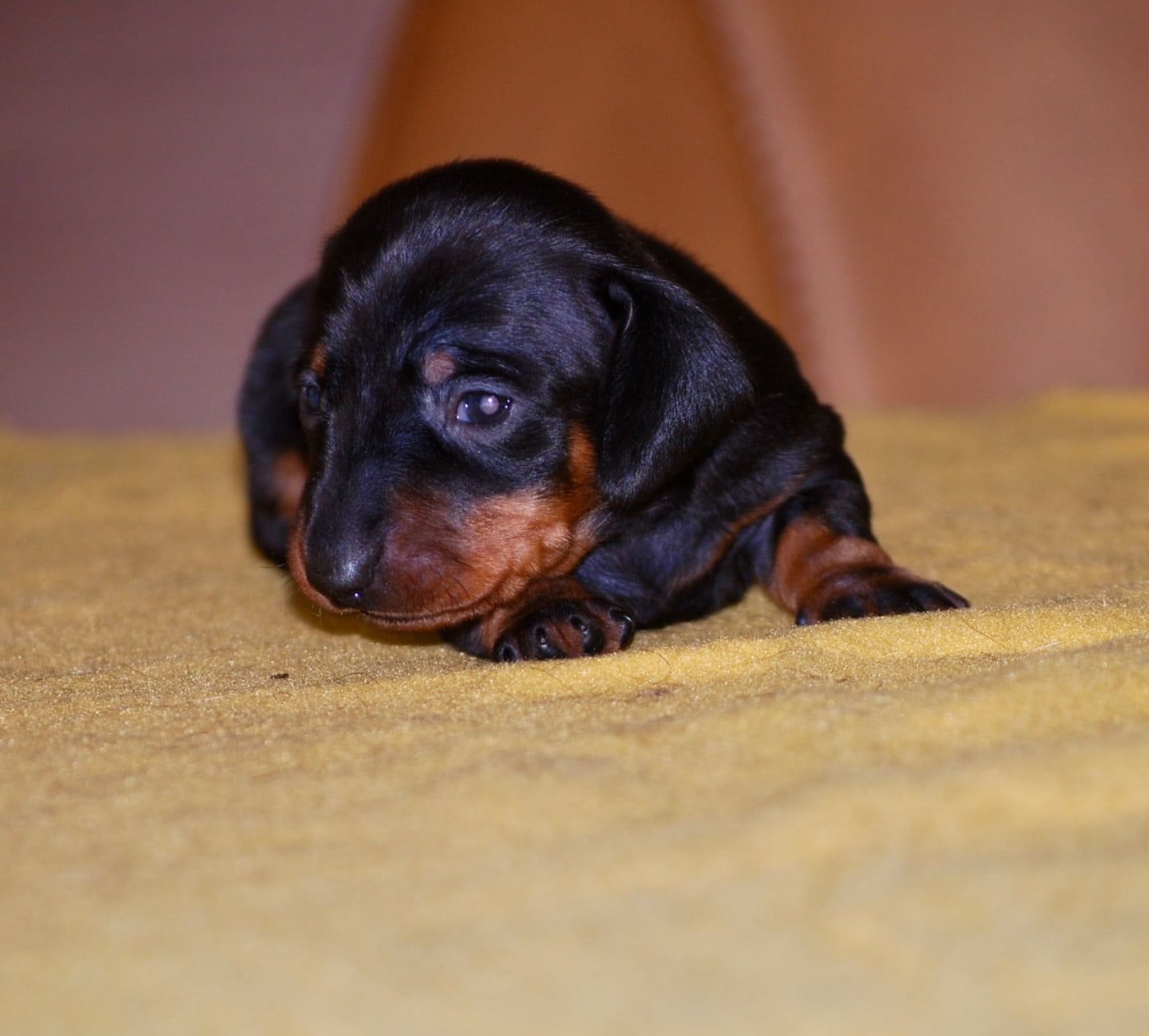 Chiot N°1