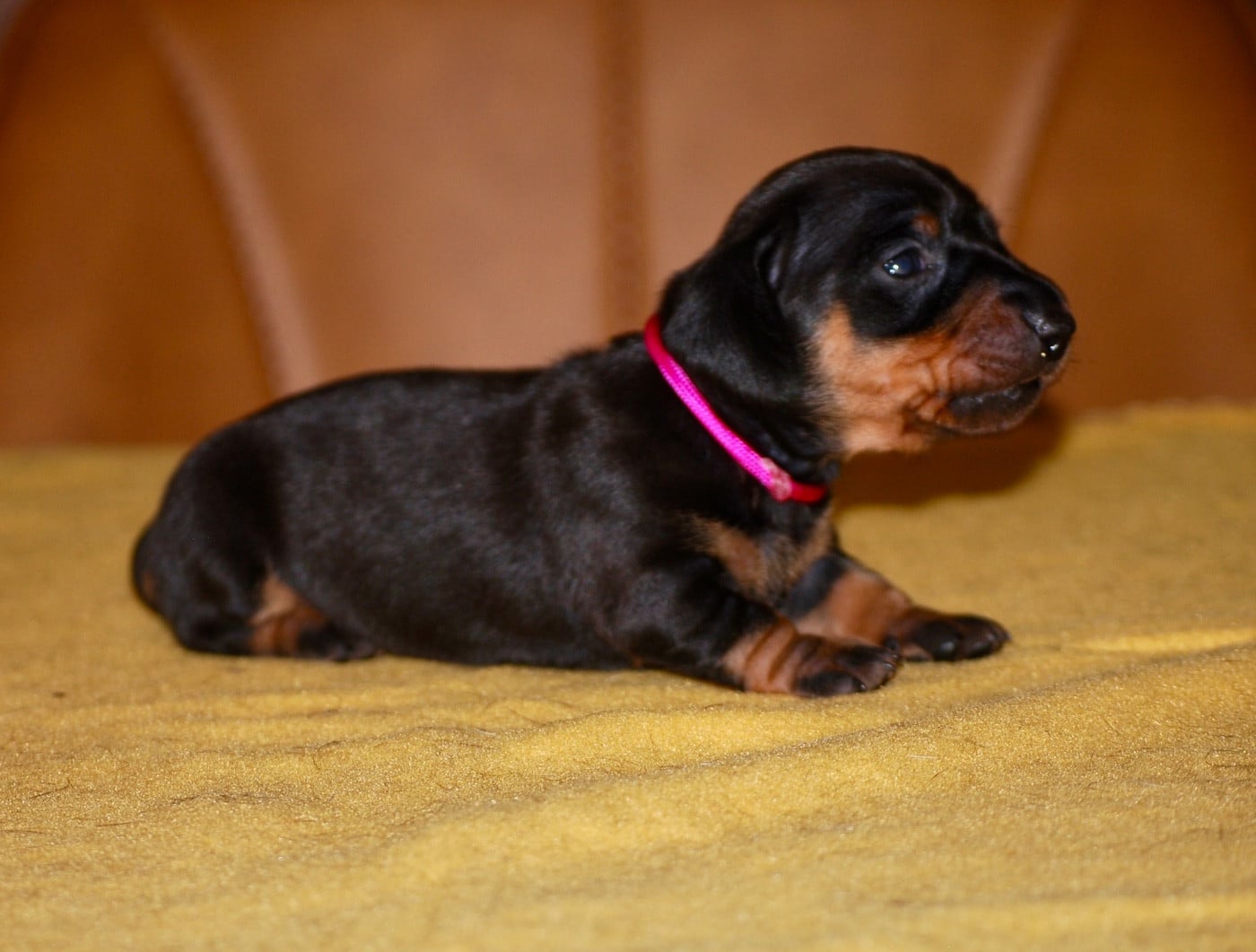 Chiot N°6