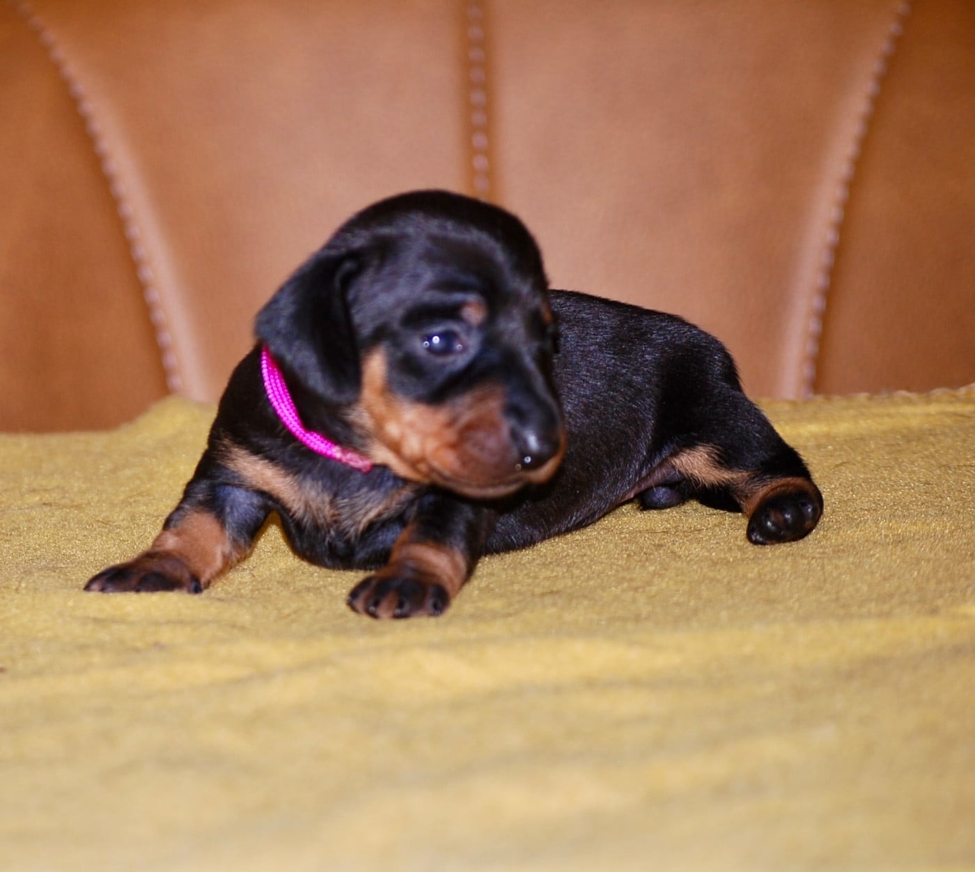 Chiot N°6