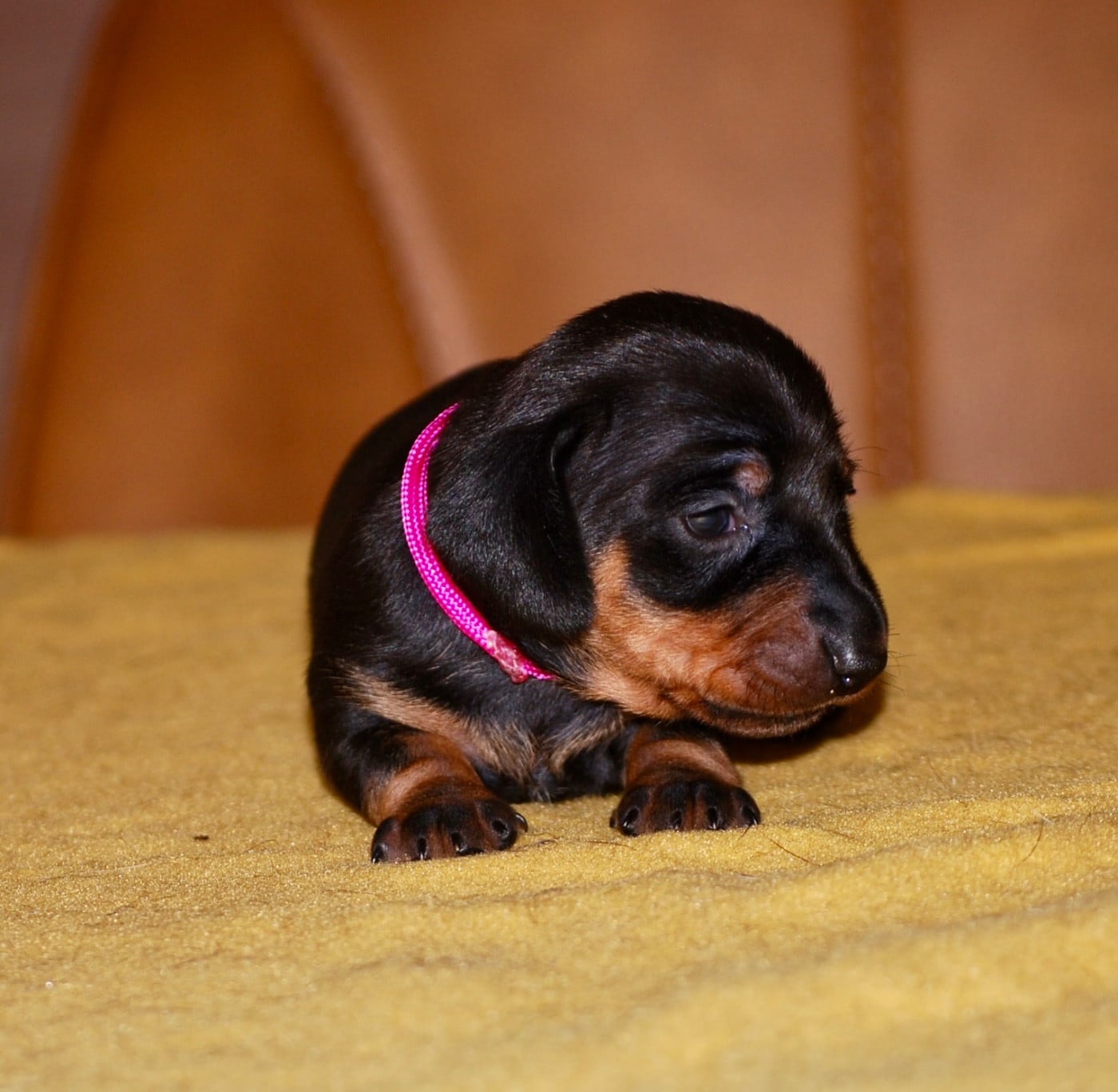 Chiot N°6