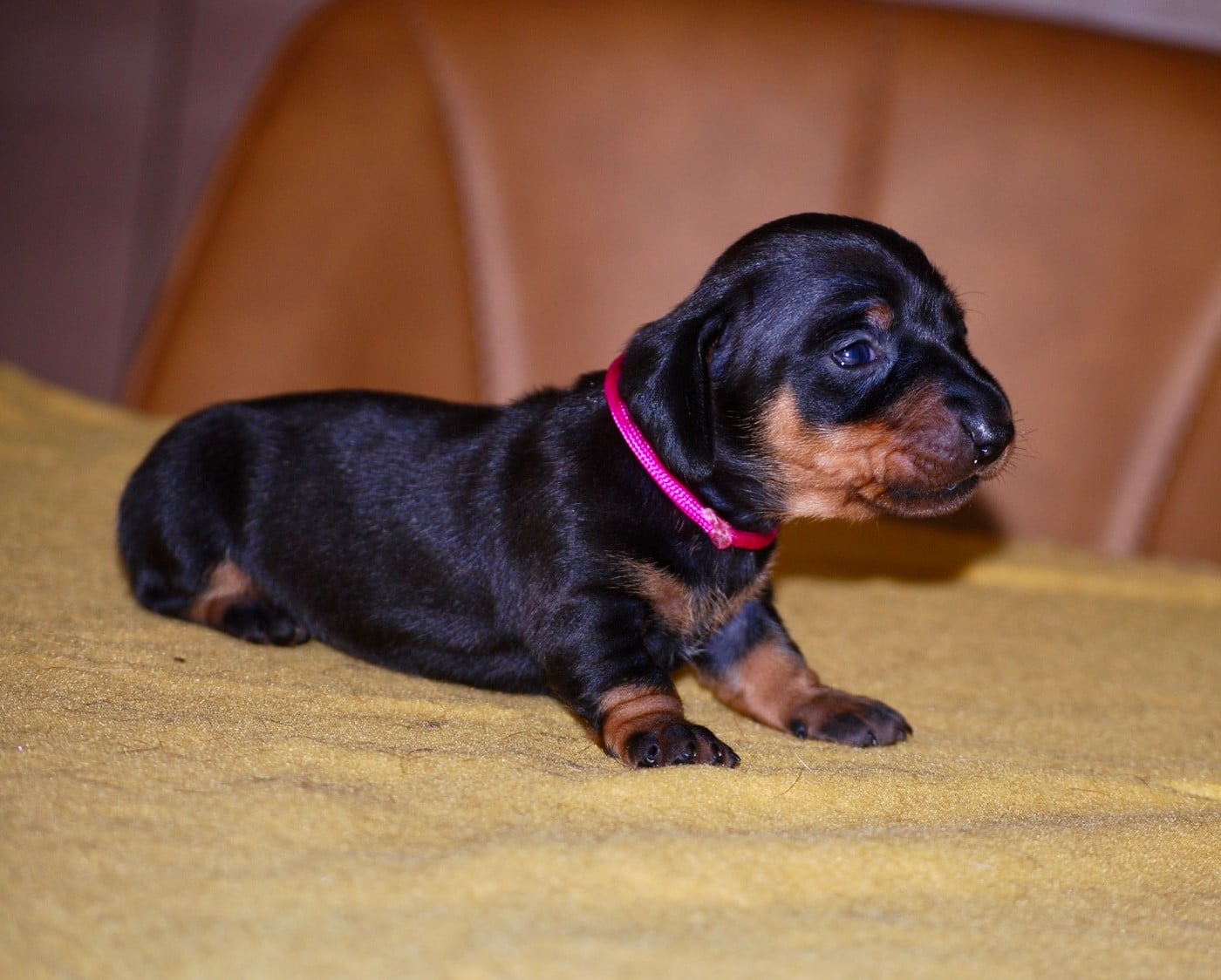 Chiot N°6