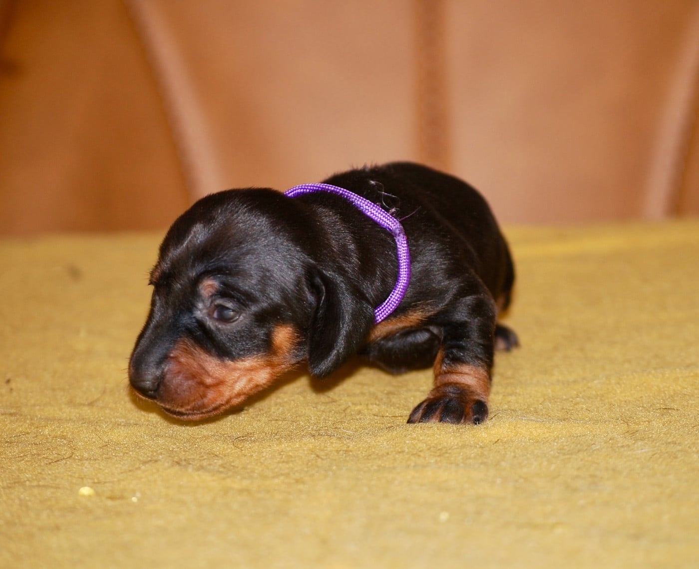 Chiot N°2