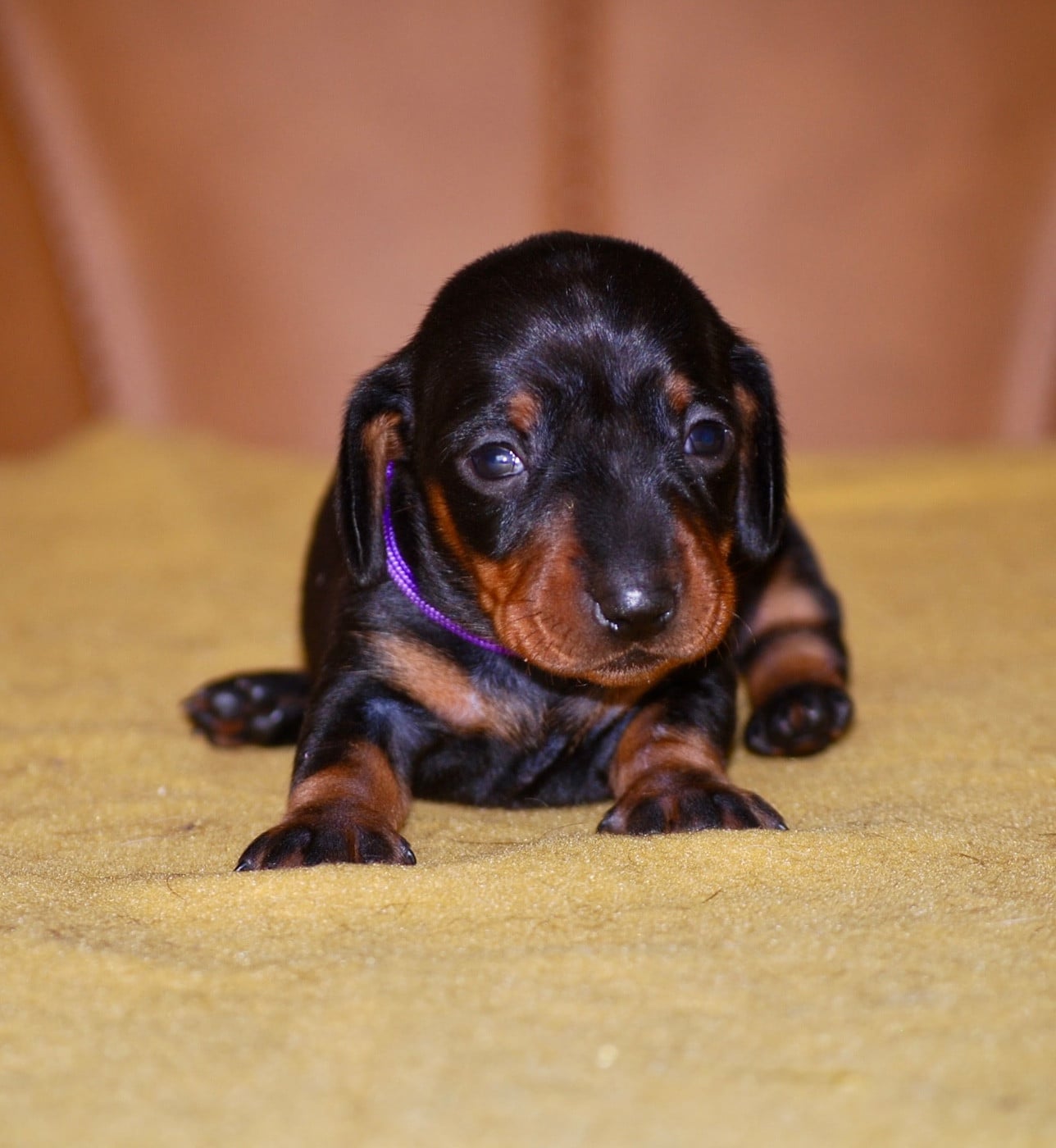 Chiot N°2