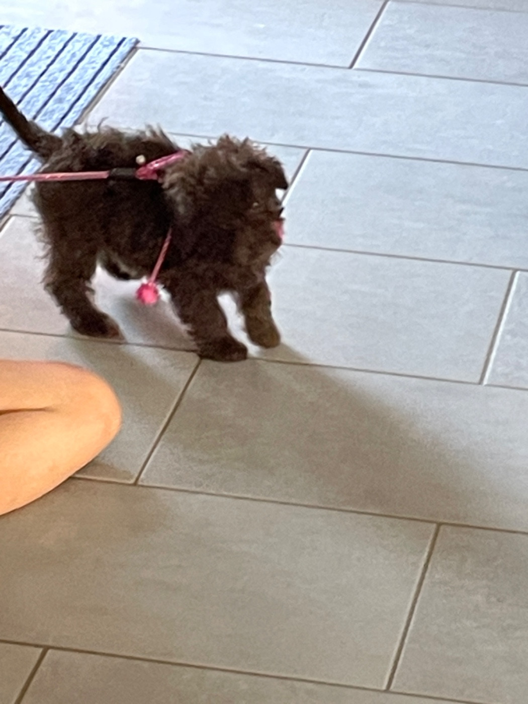 CHIOT 1