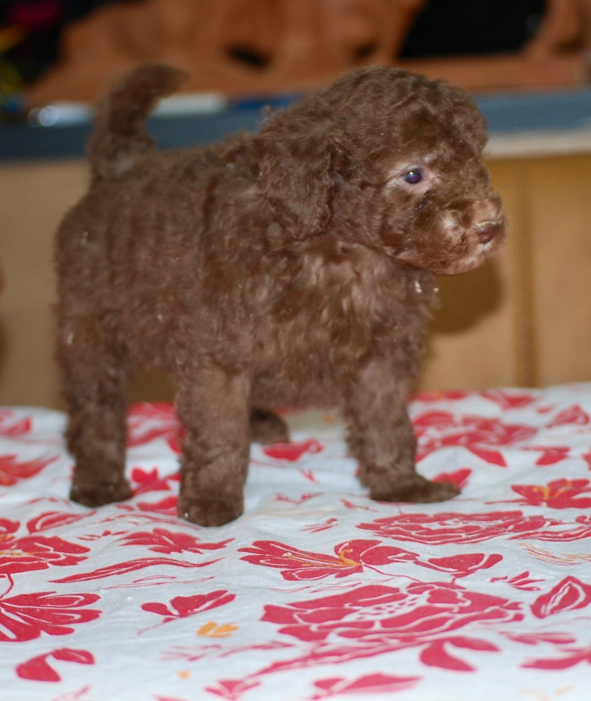 CHIOT 1