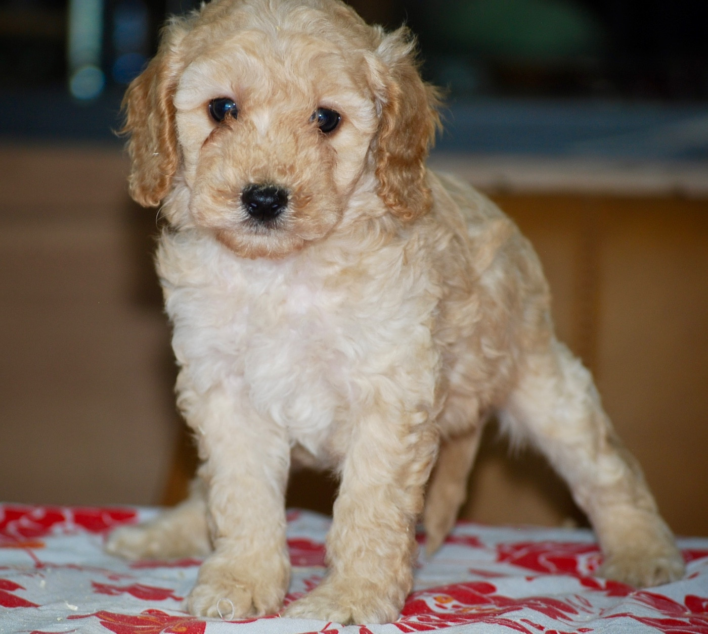 CHIOT 3