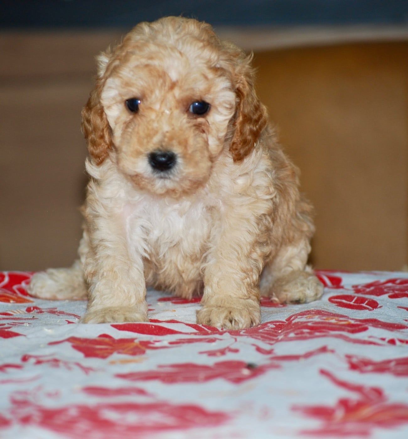 CHIOT 1