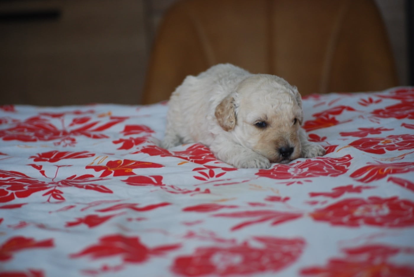 Borys