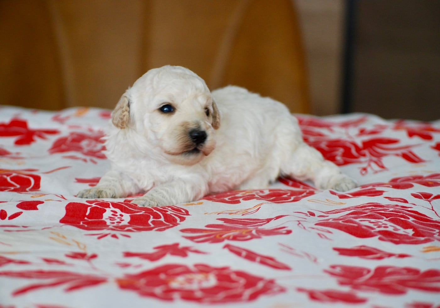 BIJOU