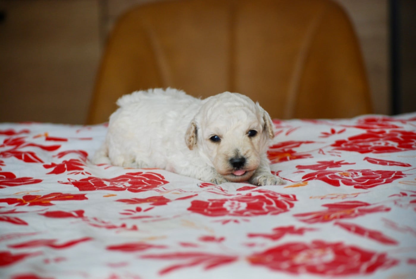 BIJOU