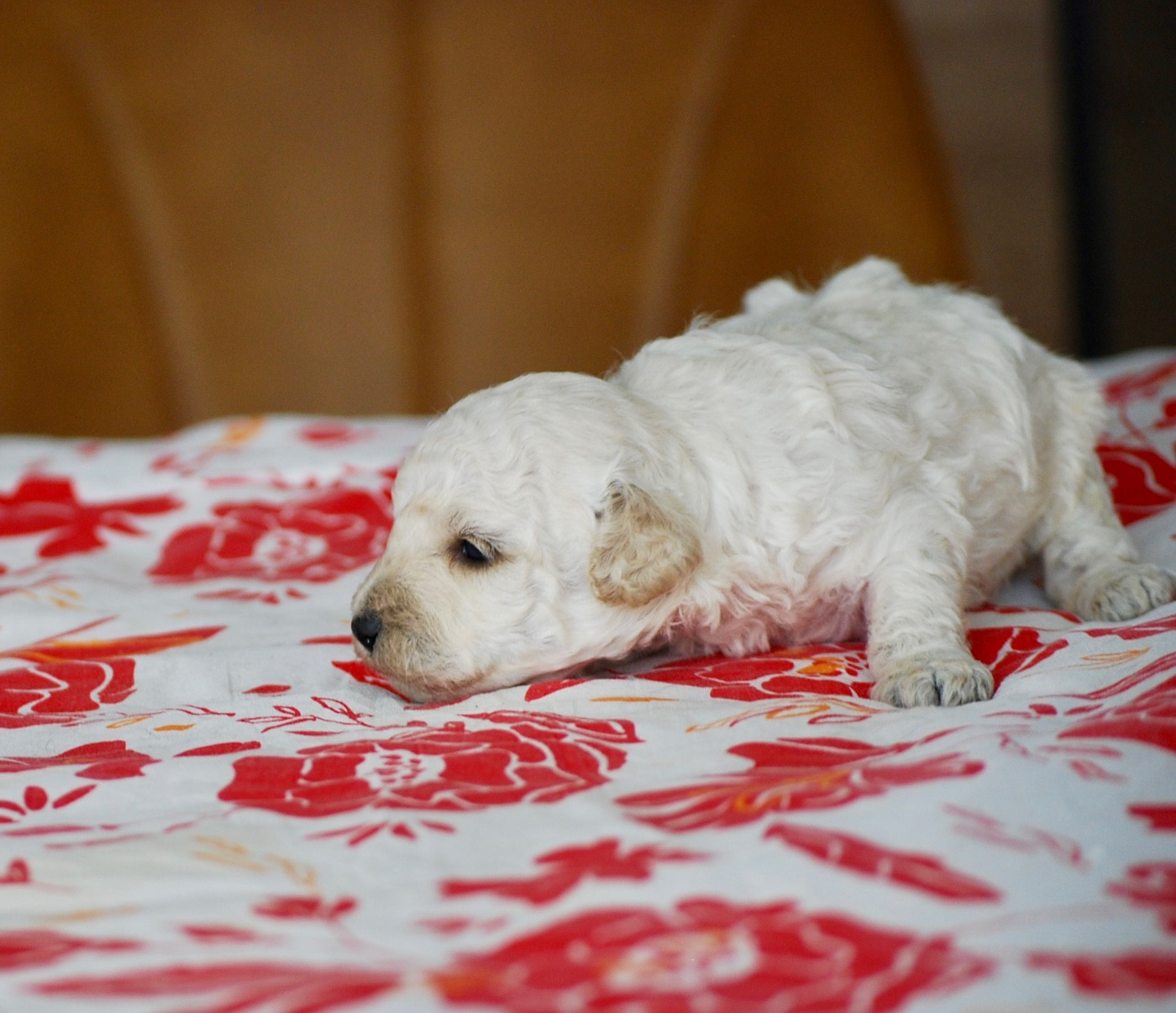 BIJOU