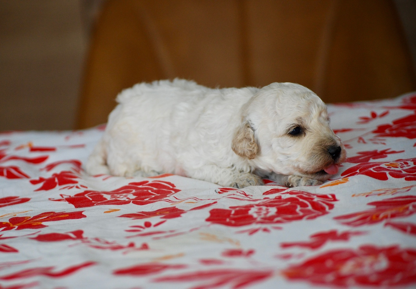 BIJOU
